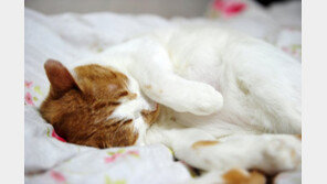 반려묘 14마리 남겨둔 채 이사간 세입자…유기 혐의 고발키로