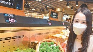 ‘싱그러운 초록빛’ 매실 올 첫선