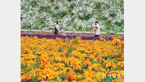 여름꽃 만발한 송현근린공원