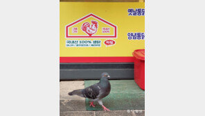 [고양이 눈]네가 왜 거기서 나와