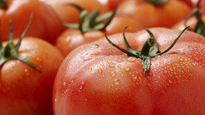땀 뻘뻘 여름철엔 토마토가 딱!…“라이코펜 풍부한 슈퍼푸드”