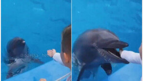 ‘먹이인 줄 알고…’ 6살 아이 손 물어뜯은 돌고래