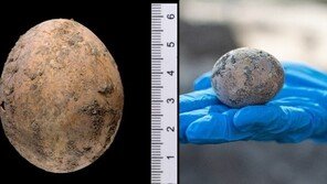1000년전 계란, 완벽한 형태로 출토…“똥에 둘려싸인 덕”