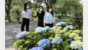 탐스럽게 핀 수국