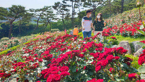 계양산장미원 ‘장미 만발’
