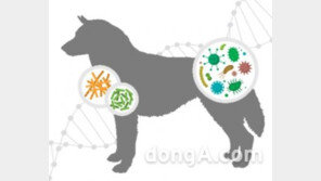 동물도 나이 들면 장내 유해균↑… 비알디코리아, 국내 최초 ‘푸들견’ 장 미생물 변화 확인