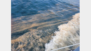 포항 연안에 올해 처음 적조 발생…무해성 조류인 ‘야광충’