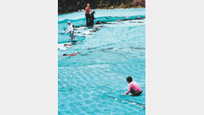 분주한 전국 최대 다시마 생산지 금일도