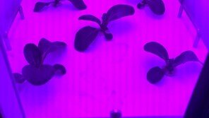 단맛도 쓴맛도 내 맘대로… ‘맞춤형 채소’ 재배 시대 온다 