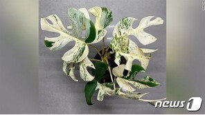 뉴질랜드의 유별난 식물 사랑…희귀 화초 2100만원 낙찰