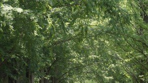 메타세쿼이아 가로수길의 시원한 풍경