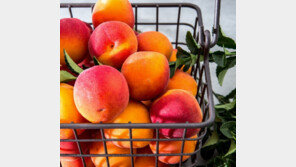 GS 프레시몰 “닥터프룻 브랜드 통해 플럼코트 등 신품종 과일 판매”