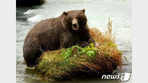 슬로바키아서 57세 남성 갈색 곰에 물려 사망