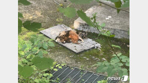 머리만 남은 고양이 사체가…올림픽공원서 4마리 ‘떼죽음’