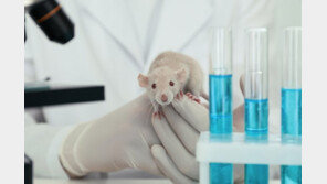 셀트리온, 쥐 실험서 ‘렉키로나’ 코로나19 남아공 변이 치료 효과 재확인