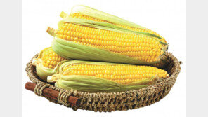 톡 터지는 맛 일품… 알알이 영양 꽉∼찬 ‘옥수수’