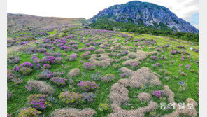 애물단지 제주조릿대, 알고보니 경제 가치있는 보물단지
