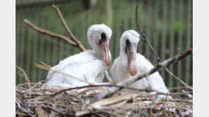 인공부화 저어새 국내 첫 자연 번식 성공