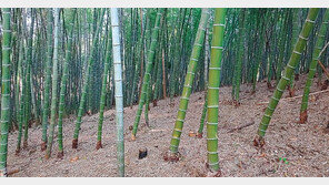 경남 사천 대나무숲 정비 ‘일석삼조’ 효과