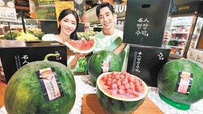 명장이 키운 수박입니다