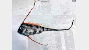 “대지진 전조로 유명” 日앞바다서 ‘전설의 희귀어종’ 발견