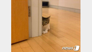 ‘나비집사’ 윤석열, 페북에 사진 올리고 “꾹꾹이 하러 갑니다”