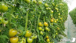 토마토, 한달새 2.4배 ‘껑충’…샐러드·주스에서 사라지나