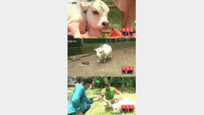 세계서 가장 작은 소, 다 컸는데 50cm…‘강아지 아냐?’