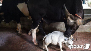 개보다 작은 ‘난쟁이 소’…구경꾼 수천명 몰려와 “귀엽다” 난리