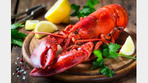 “랍스터도 고통 느껴”…英서 산 채로 삶기 금지할 듯