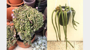 다육식물에서 암 예방·치료 물질 발견