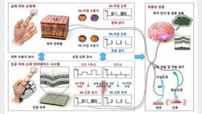 KAIST, 인간 신경신호 모사한 ‘인공 감각 시스템’ 개발