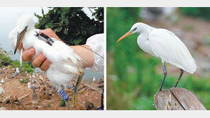 중국-필리핀 머물다 다시 백령도로… 고향서 ‘어미새’ 된 노랑부리백로