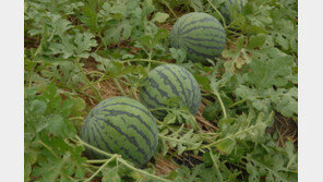 수박 580통 훔친 일당 “비닐하우스 주소지 착각했을뿐”