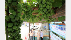 청포도 무르익은 여름 