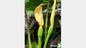 100년에 한 번 핀다는 행운의 토란꽃, 제주에 활짝