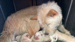 창고에 둥지튼 유기견 가족이 안타까웠던 할머니, 119에 구조요청