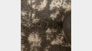 털뭉치인줄 알았는데…침대 밑에 뱀 18마리 우글우글