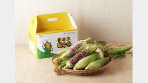 경남고성 옥수수축제 성료… “쫀달고 옥수수 브랜딩 및 판로 인프라 확보”