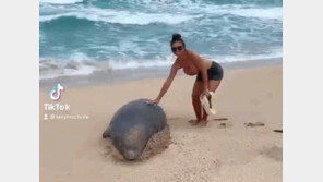 “바다표범과 찰칵”…신혼여행 즐기려다 ‘범죄’ 저지른 아내