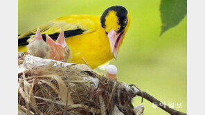 새끼 ‘똥’을 먹다니! 눈물나는 어미 새의 모정[청계천 옆 사진관]
