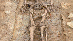 ‘180cm 신라인’ … 경주서 삼국시대 최장신 유골 발견