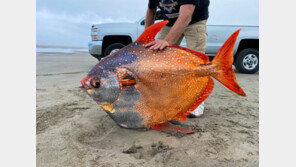 4세 아이 크기 ‘빨간개복치’ 12년만에 美서 잡혀…온난화 영향?