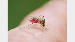‘여름의 불청객’ 모기, 100% 차단하는 옷 개발됐다
