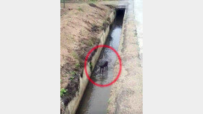 물 마시러 콘크리트 농수로 들어간 고라니 운명은?