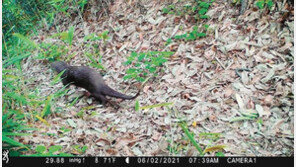 멸종위기 수달-팔색조 영암 월출산서 포착