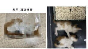 “대리석에 대가리 갈아도 멀쩡”…‘길고양이 학대’ 공유 커뮤니티 충격