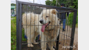 남양주 살인견 주인 찾았다…“모른다”던 불법 개농장주