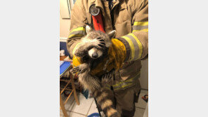 “찍지마세요” 가정집 칩입한 너구리, 구조 순간 포착