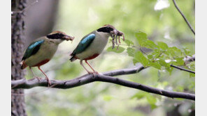 천적 뱀 잡아 새끼 먹이로…팔색조의 매력[청계천 옆 사진관]